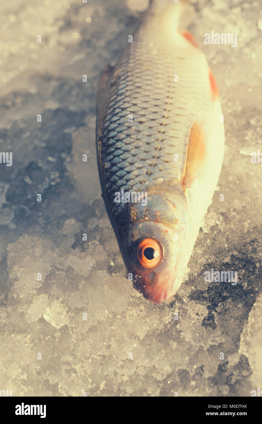 Fish lying in the snow after catching on winter fishing Stock Photo - Alamy