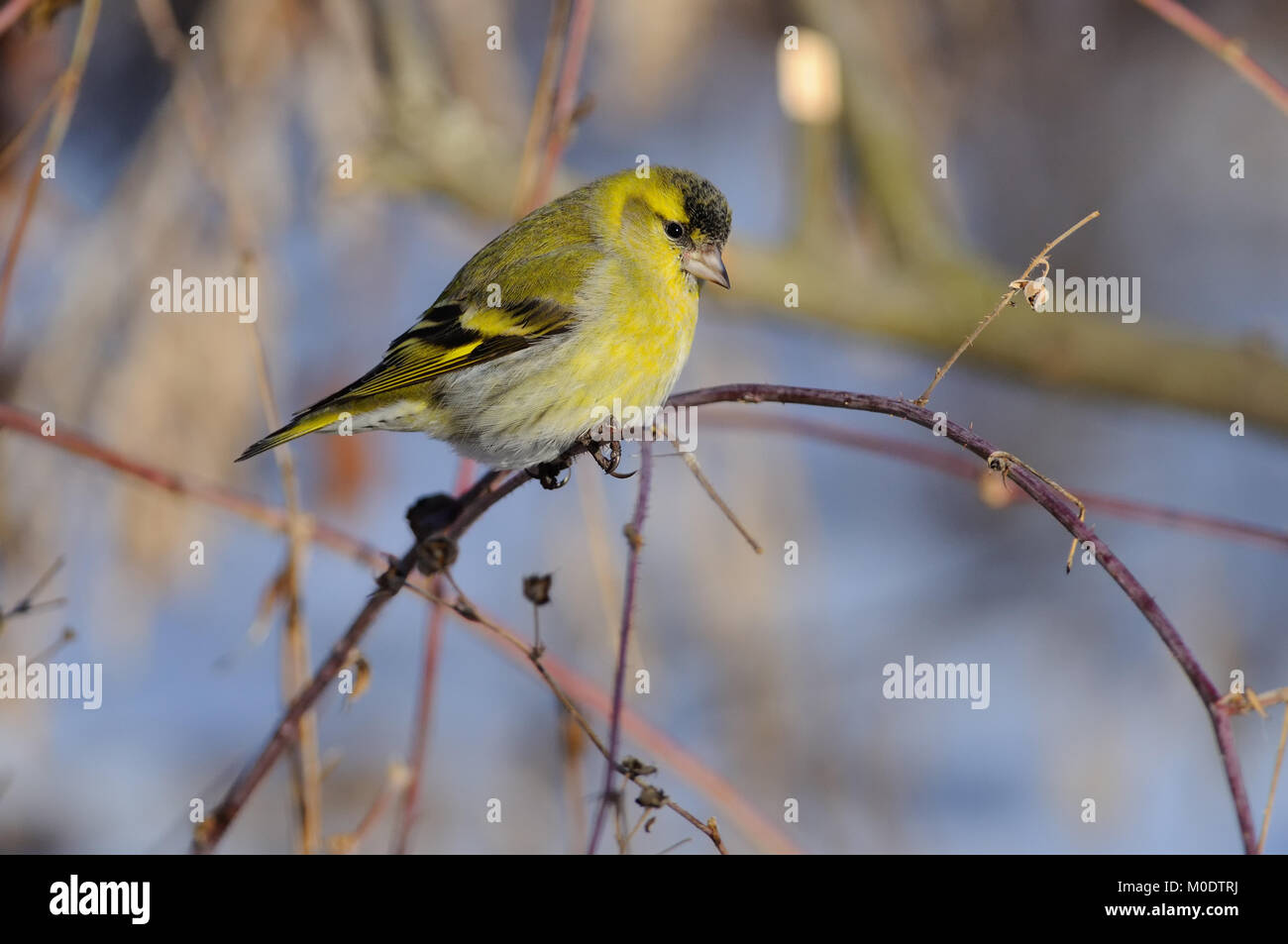 Eurasian siskin (Spinus spinus) in the rays of the rising sun (sitting on the branch with green-blue background). Stock Photo