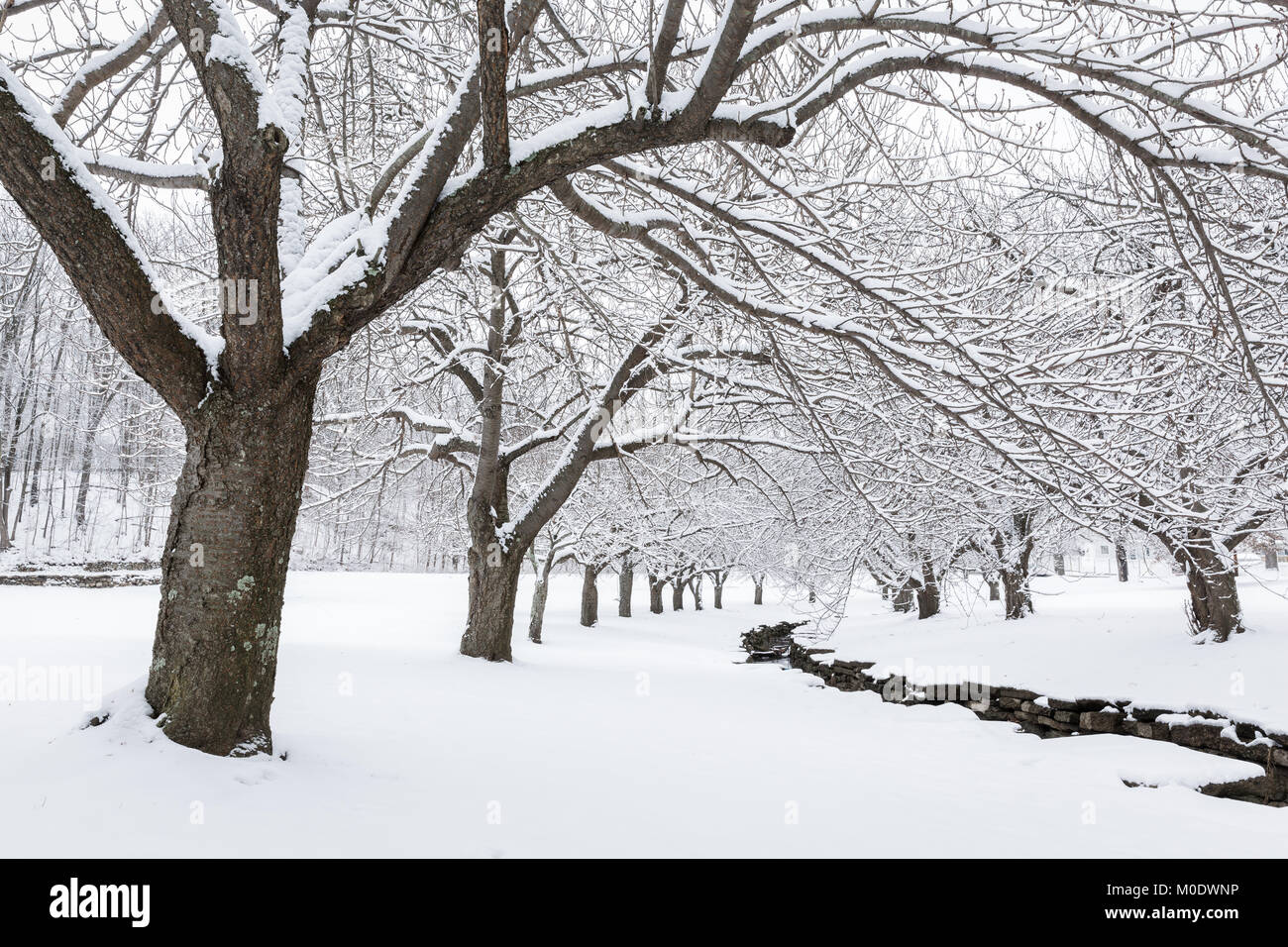 Winter time in Hurd Park, Dover, New Jersey with snowy cherry trees. Stock Photo