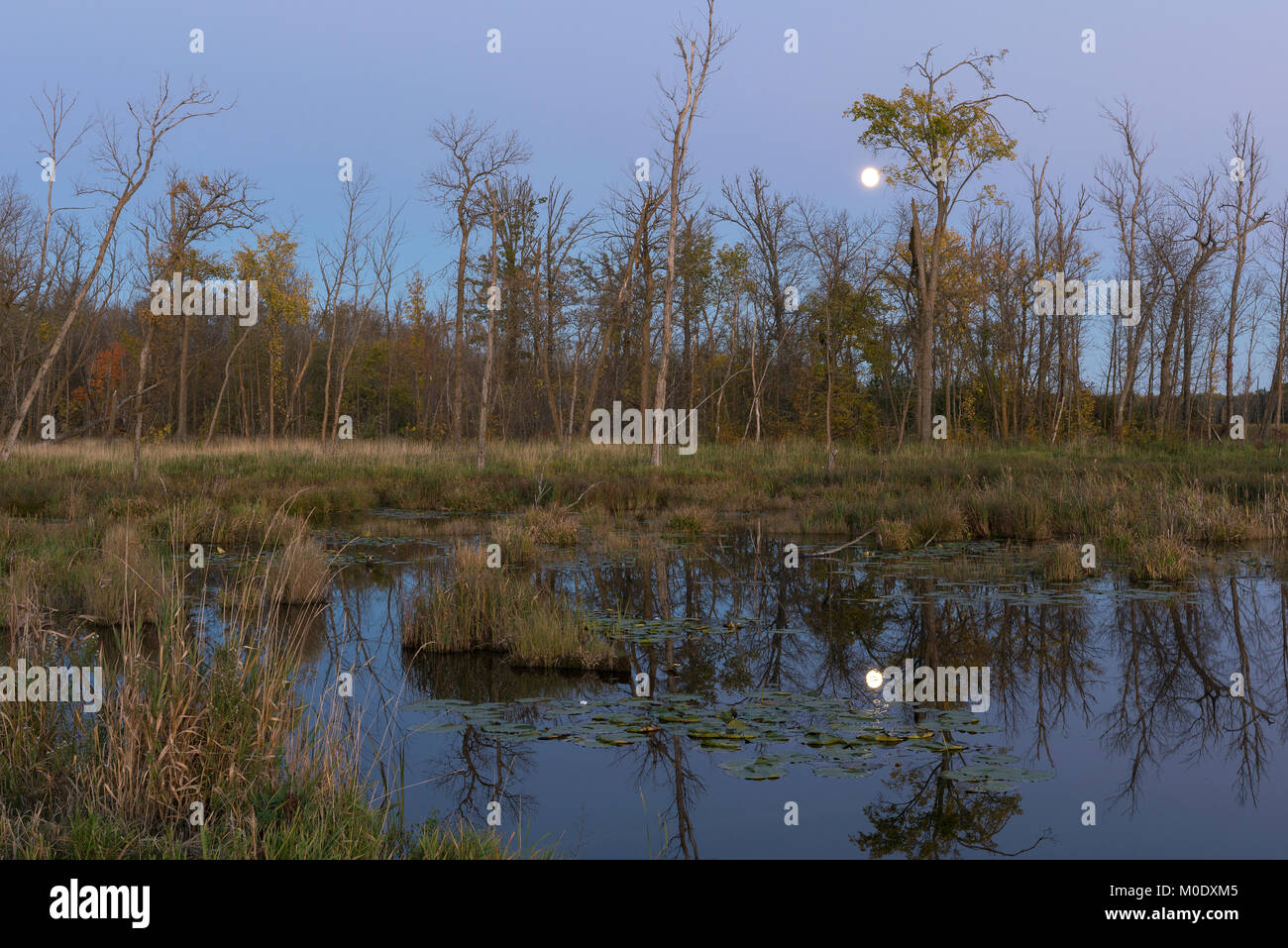 Full Moon, wetland. Tamarac NWR near Detroit Lakes, MN, USA, early Ocotober, by Dominique Braud/Dembinsky Photo Assoc Stock Photo