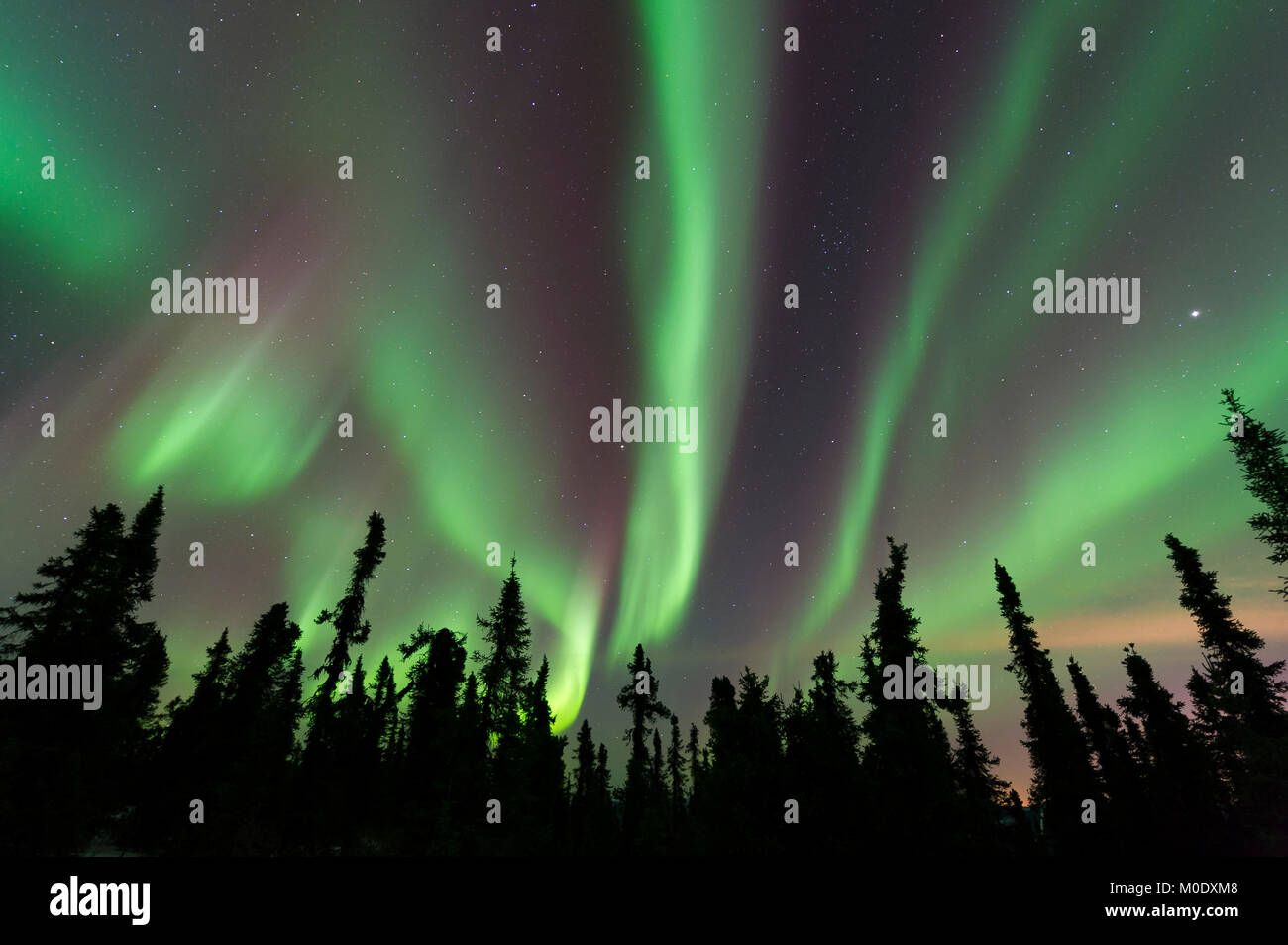 Northern lights, Aurora borealis. North of Fairbanks, Alaska, USA March, 2016, by Dominique Braud/Dembinsky Photo Assoc Stock Photo