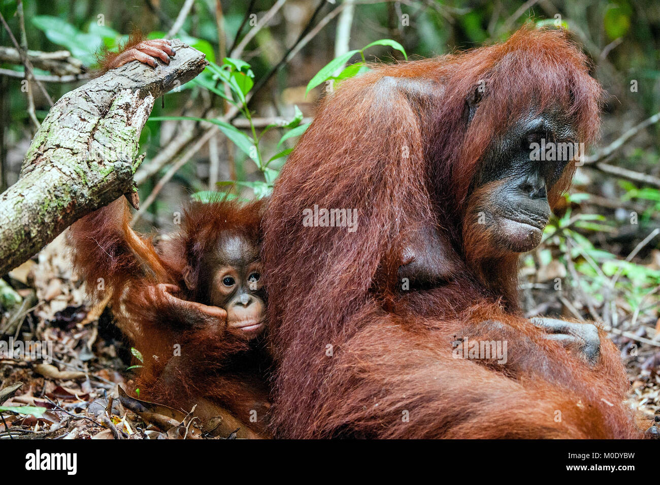 Mother orangutan and cub in a natural habitat. Bornean orangutan (Pongo pygmaeus wurmbii) in the wild nature. Rainforest of Island Borneo. Indonesia. Stock Photo