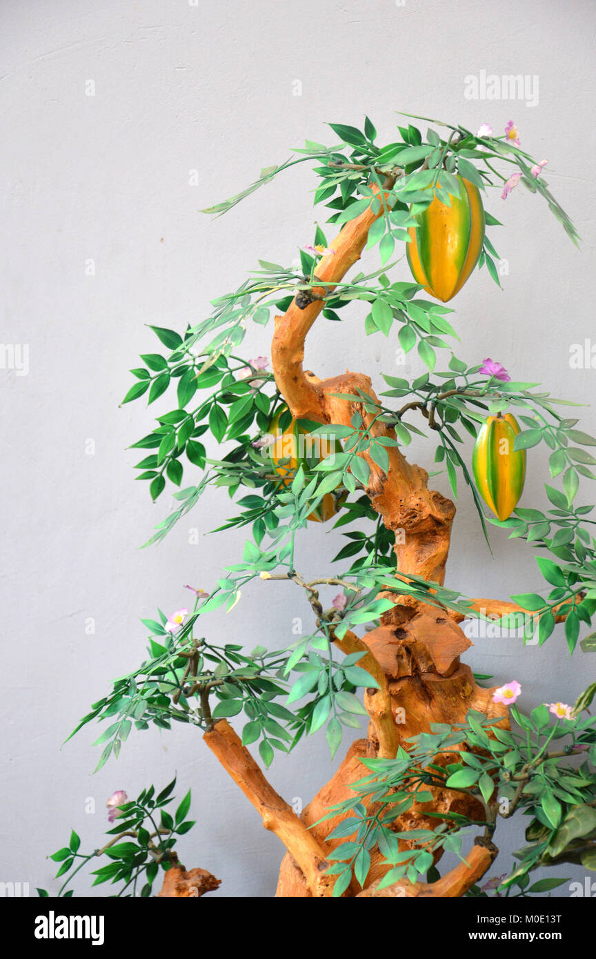 star fruit bonsai imitation against the wall Stock Photo Alamy
