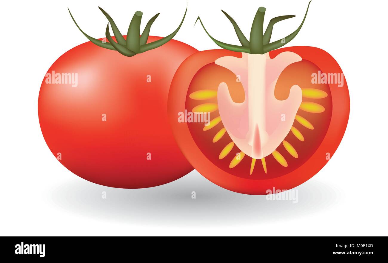 One whole and one sliced tomato, vector Stock Vector