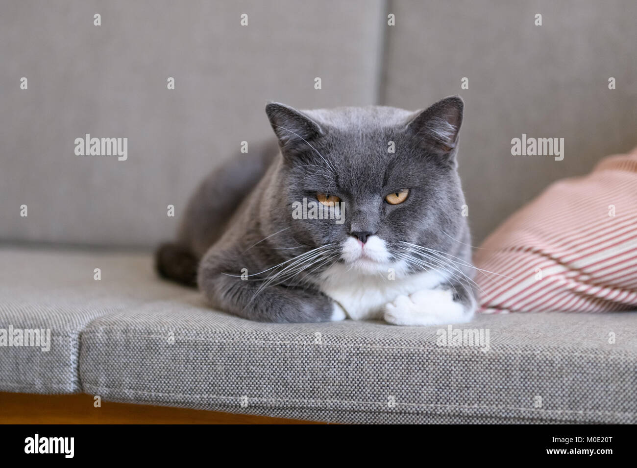The grey cat sleeps on the couch Stock Photo - Alamy