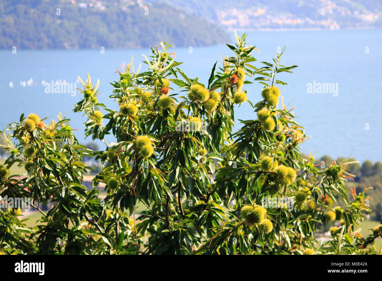 Esskastanie, Kastanie, Marone Igel am Baum Stock Photo