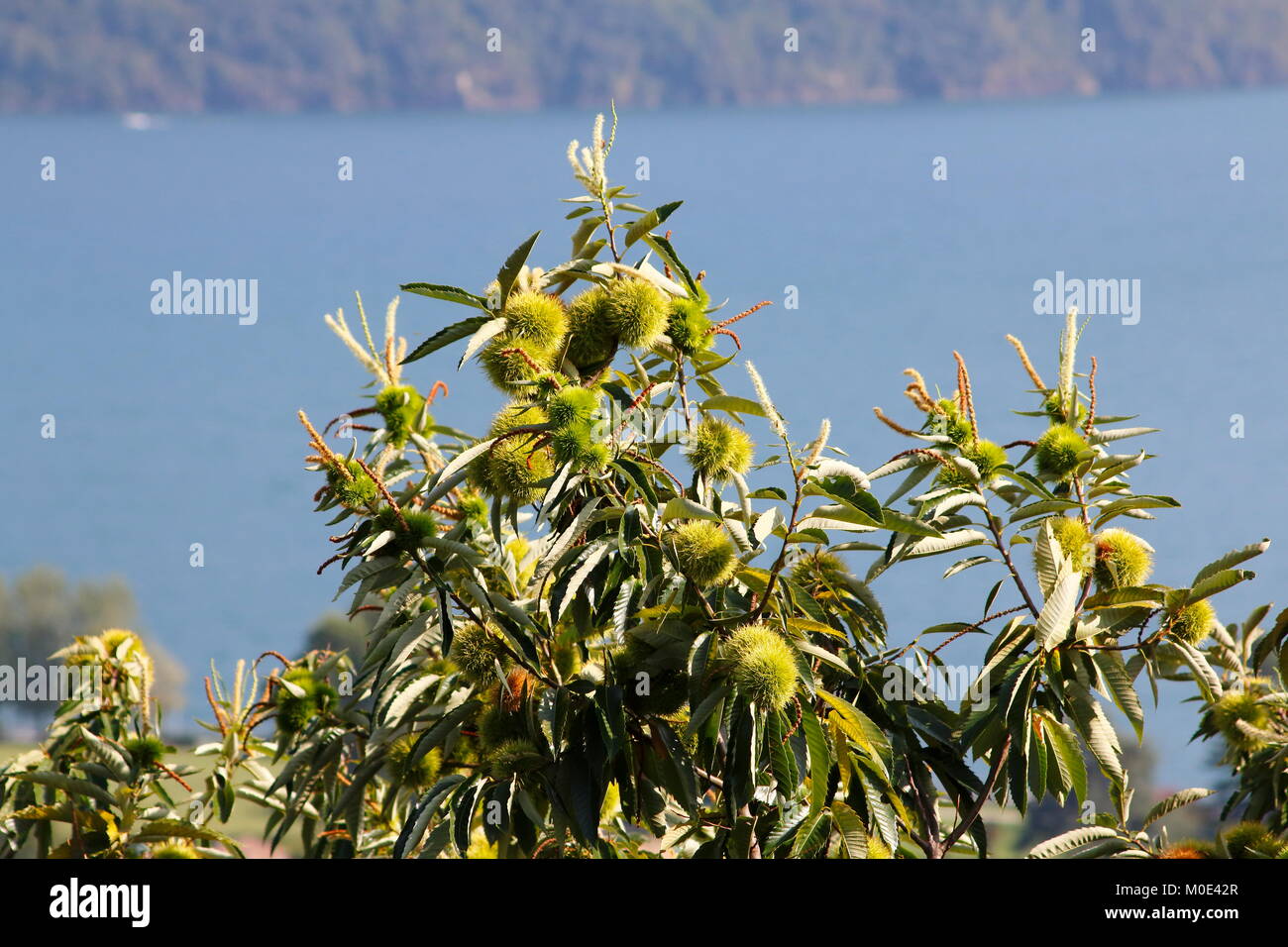 Edelkastanie hires stock photography and images Alamy