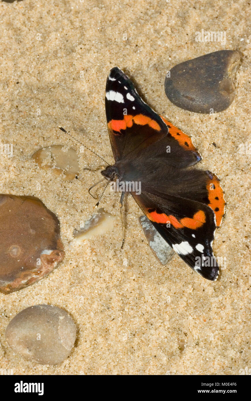 Red Admiral Butterfly Stock Photo