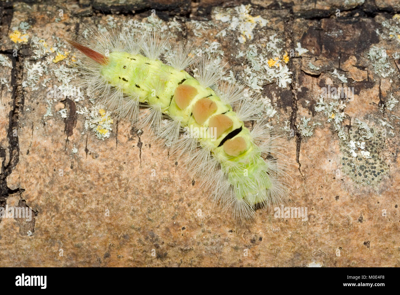 Pale Tussock Moth caterpillar Stock Photo