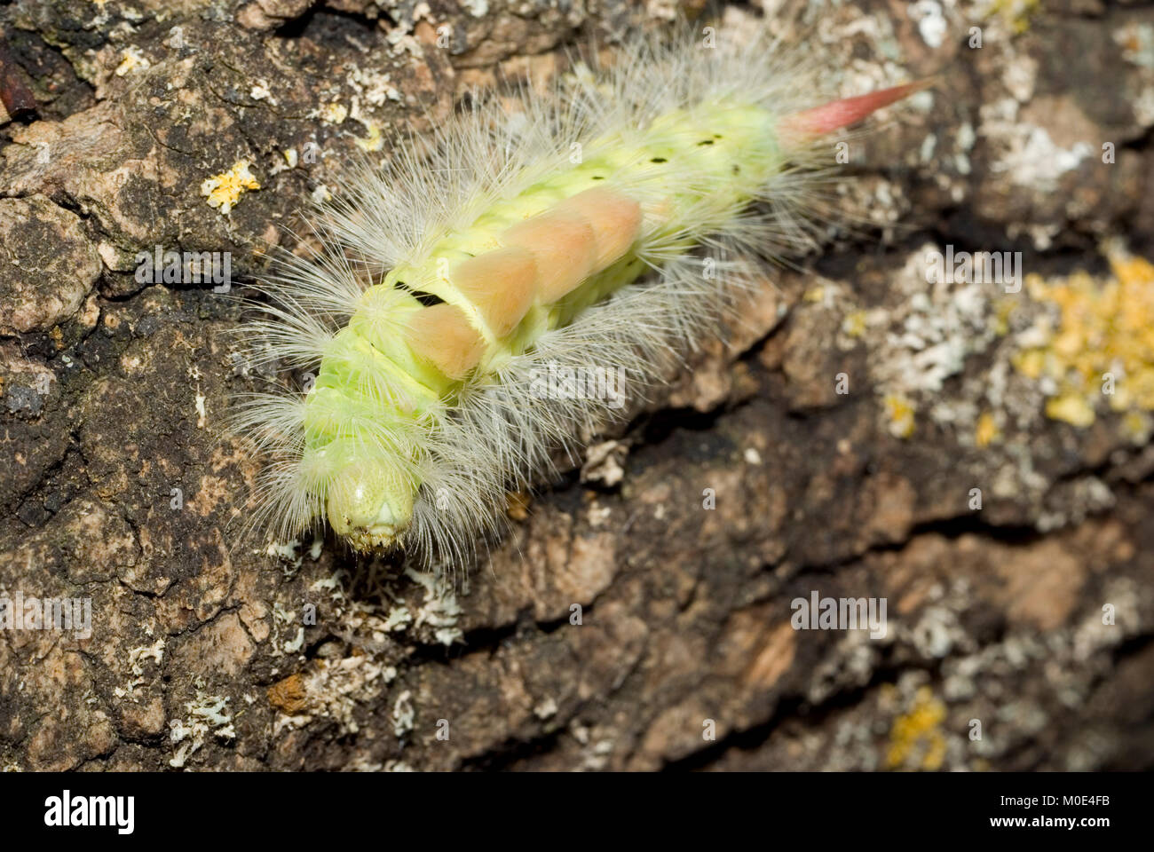 Pale Tussock Moth caterpillar Stock Photo