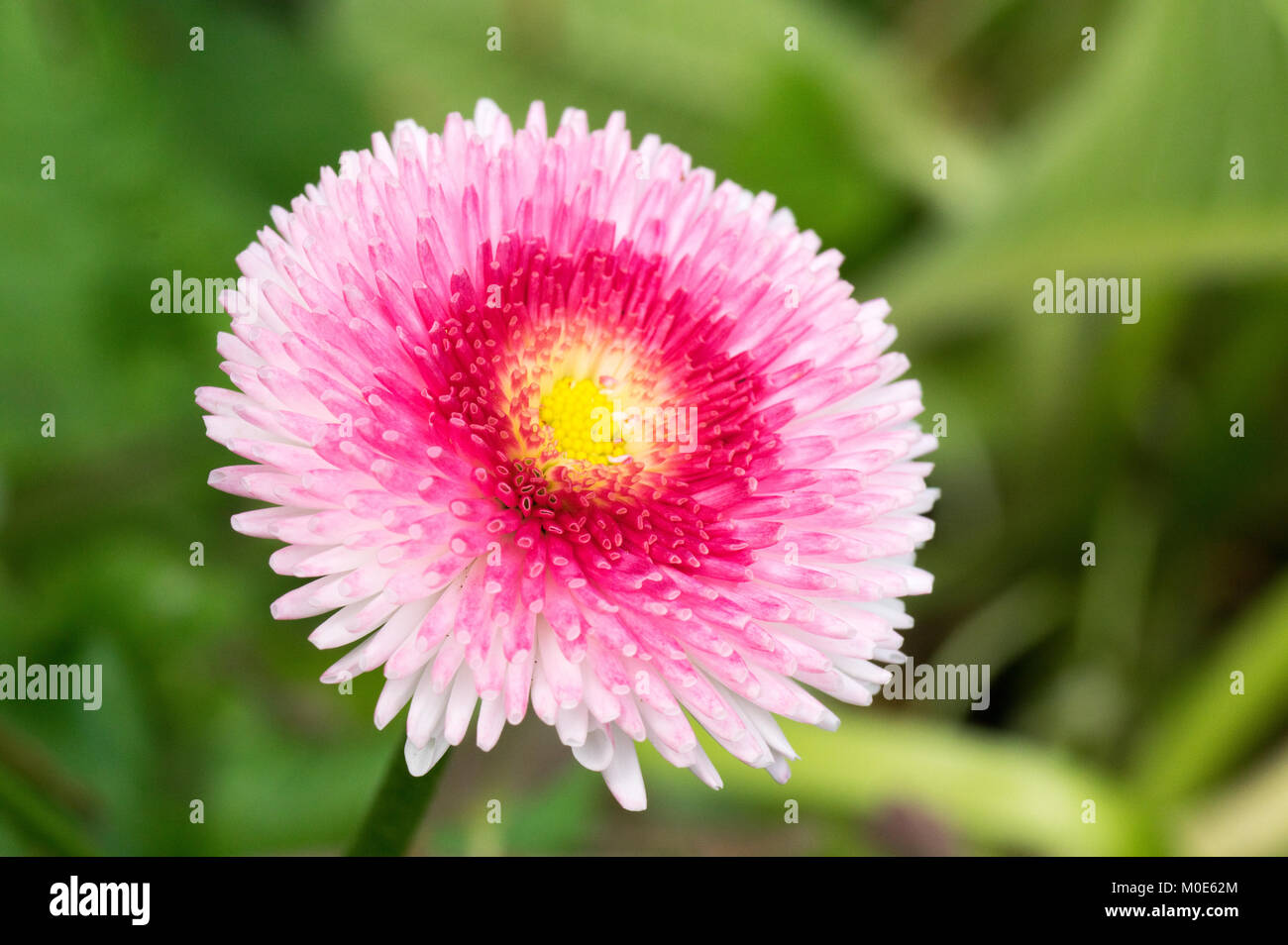 Pink Daisy Pom Pom Flowers Stock Photo Alamy