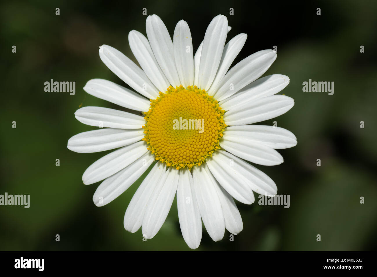 A Natural Wild Daisy Flower Stock Photo