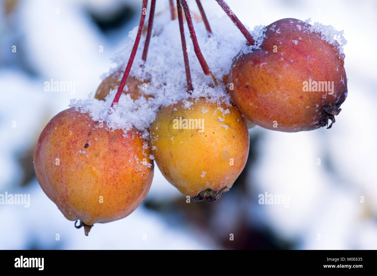 Winter Crab Apples Stock Photo Alamy