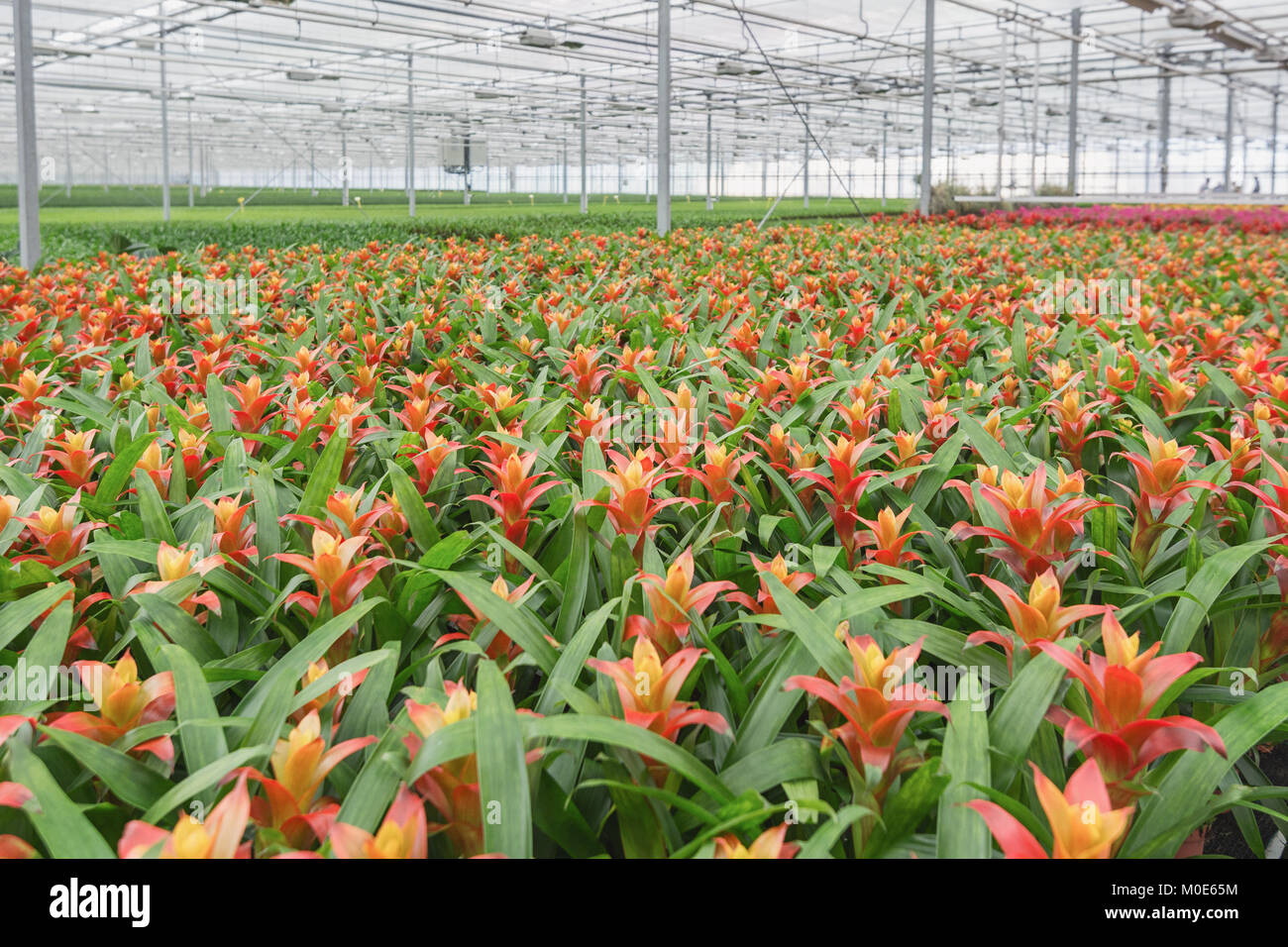 Growing bromelias in a large greenhouse in the Netherlands Stock Photo