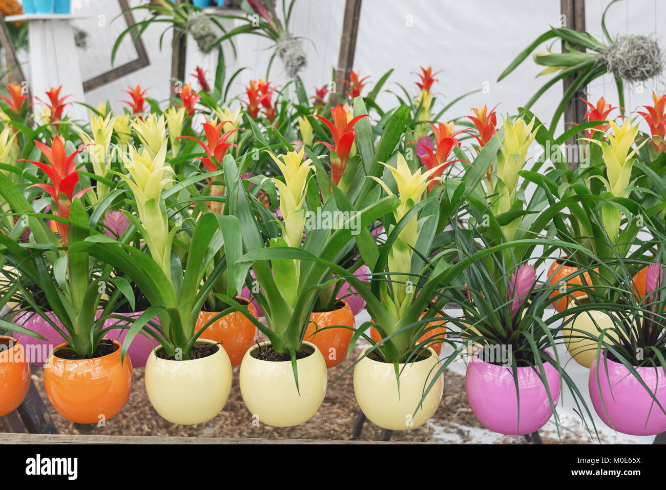 Colorful flower pots filled with colorful bromelias in a greenhouse in the Netherlands Stock Photo