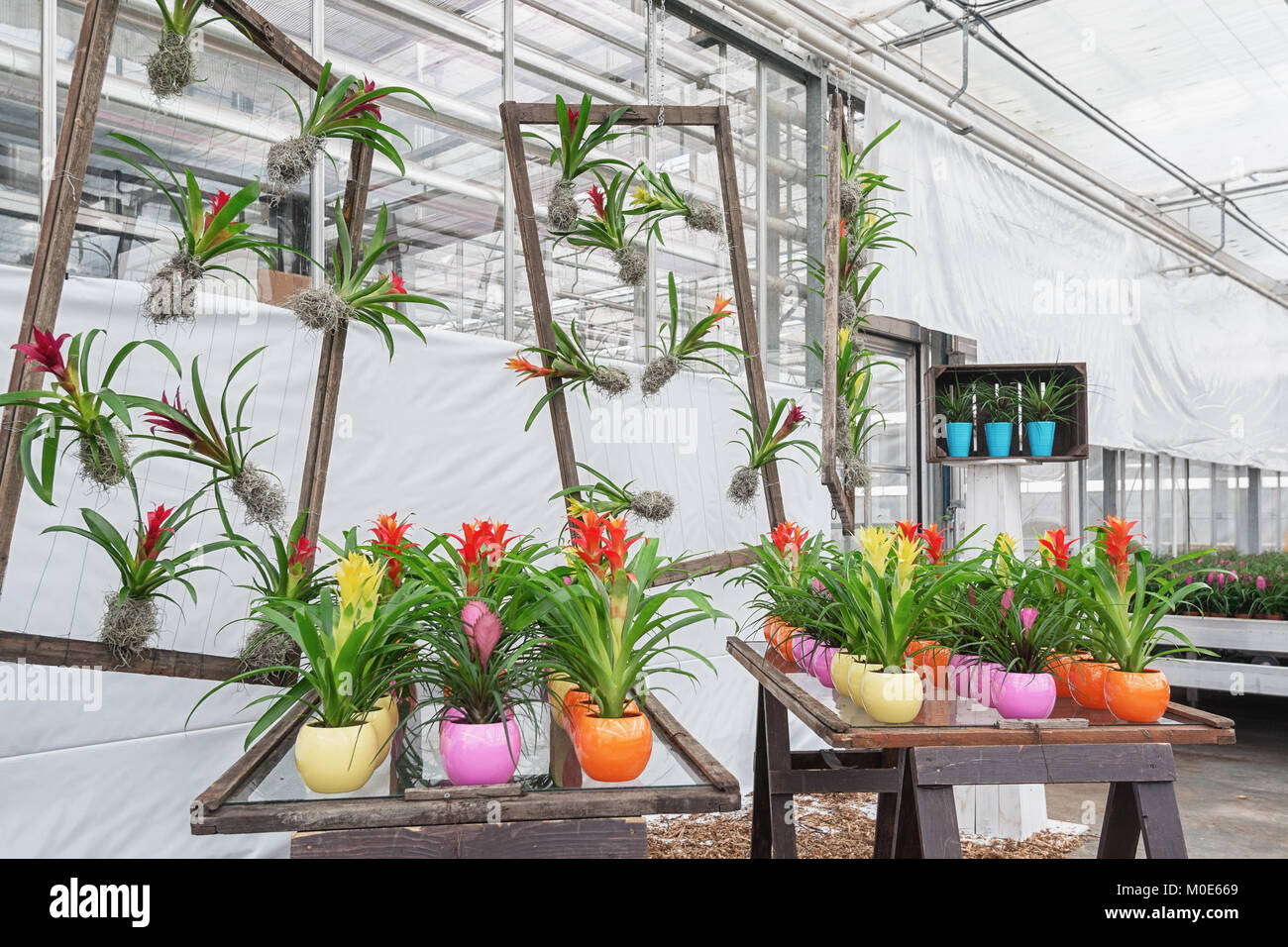 Colorful flower pots filled with colorful bromelias in a greenhouse in the Netherlands Stock Photo