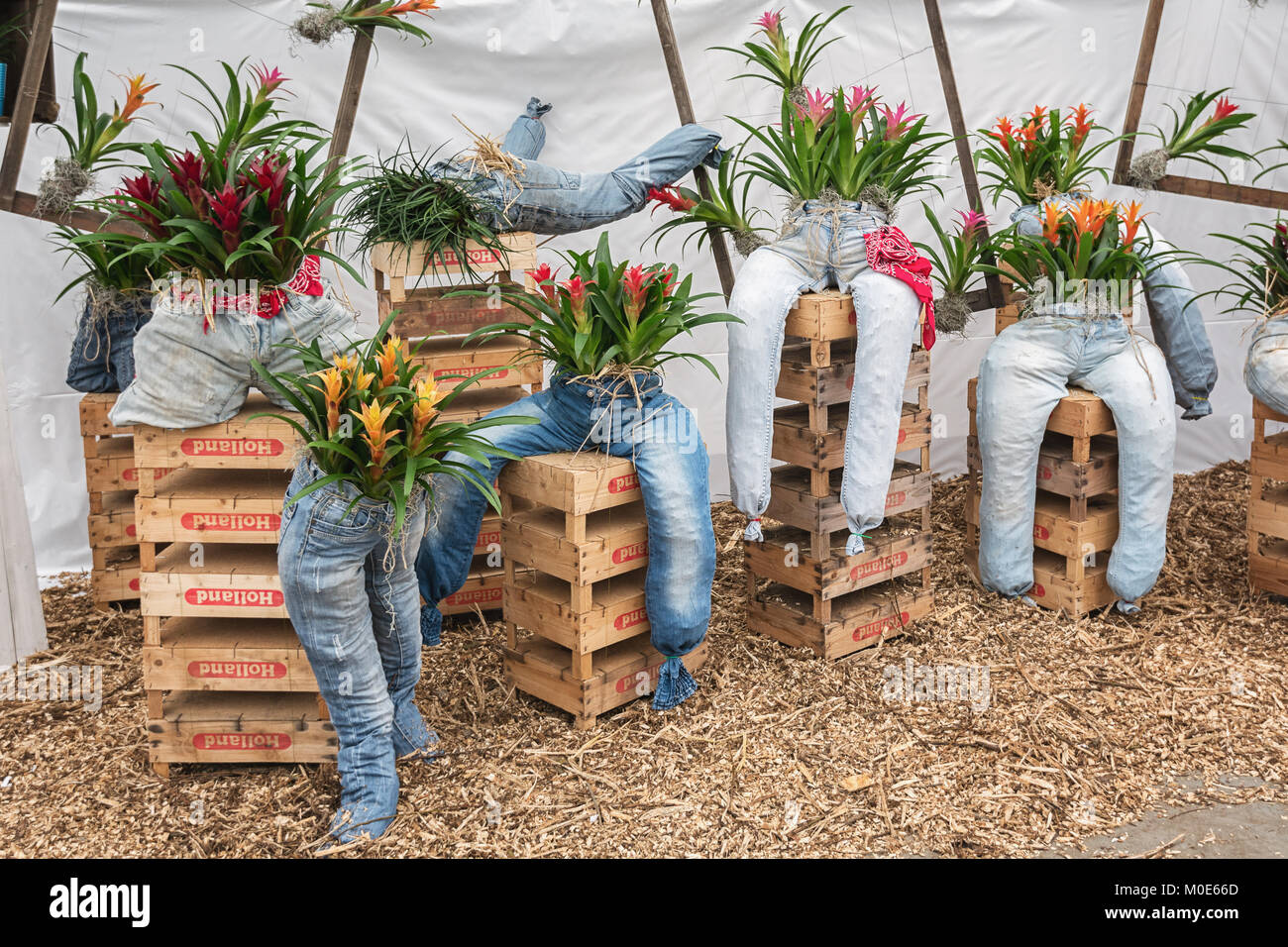 Berkel en Rodenrijs, Netherlands, April 2, 2017:  For decoration jeans stuffed with bromelias in a greenhouse in The Netherlands Stock Photo