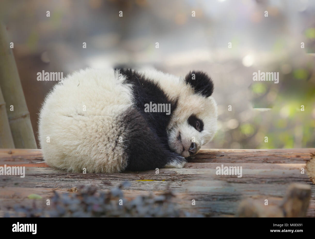 Baby Panda High Resolution Stock Photography And Images Alamy Baby Panda High Resolution Stock Photography And Images Alamy