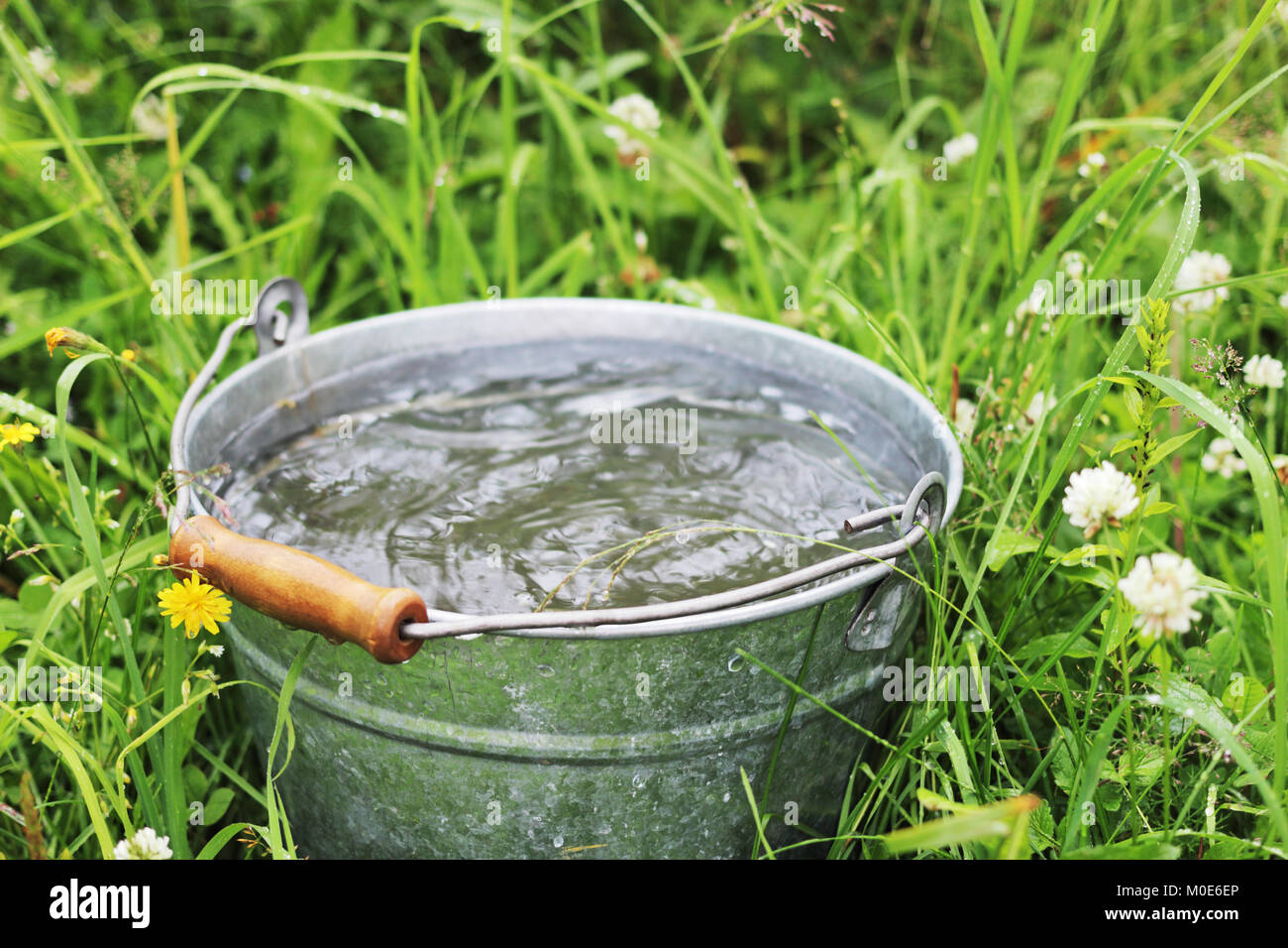 Bucket with rain water in the high grass Stock Photo Alamy