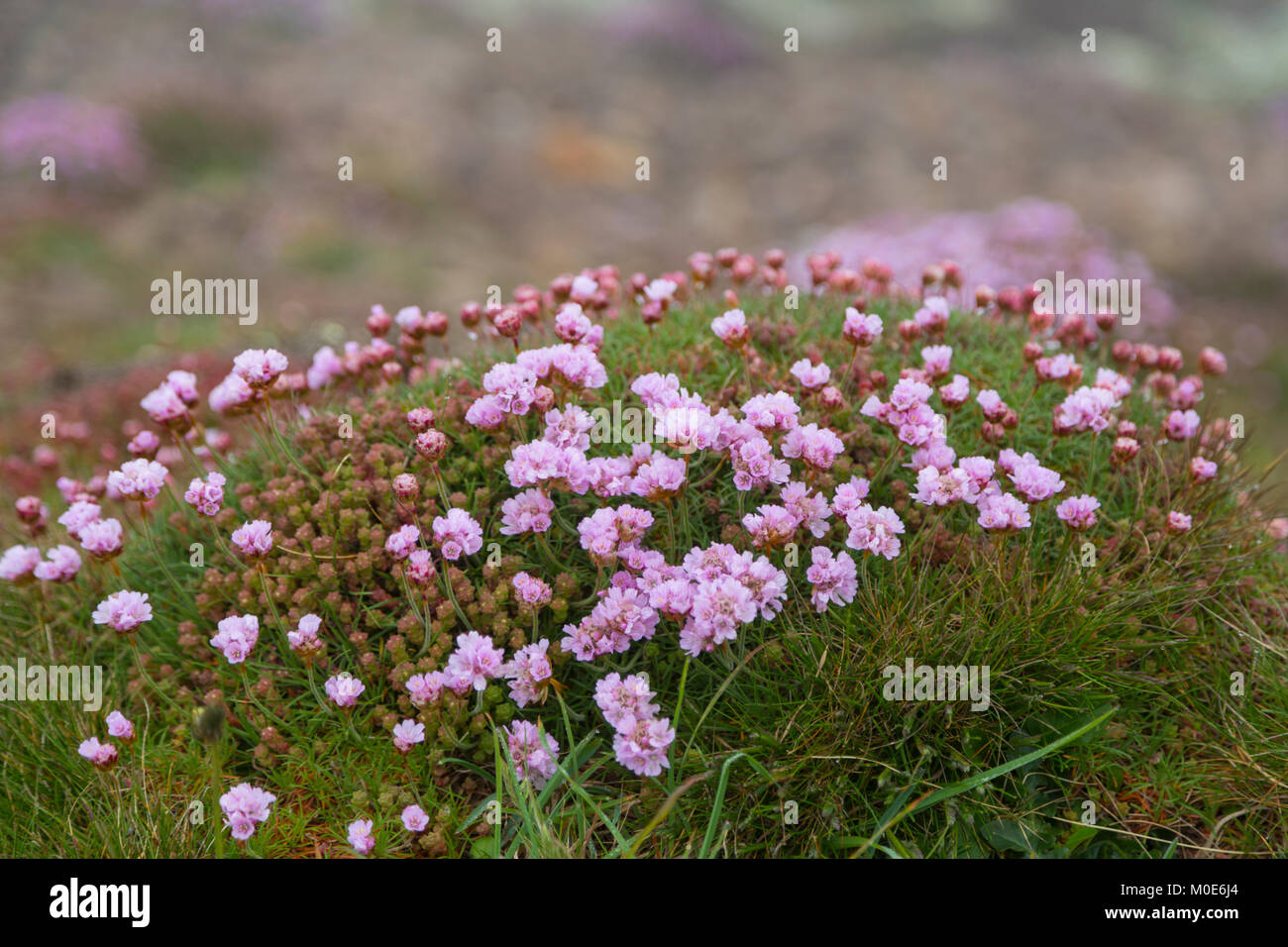 The beautiful sea pinks or thrift on the Cornish Coast Stock Photo