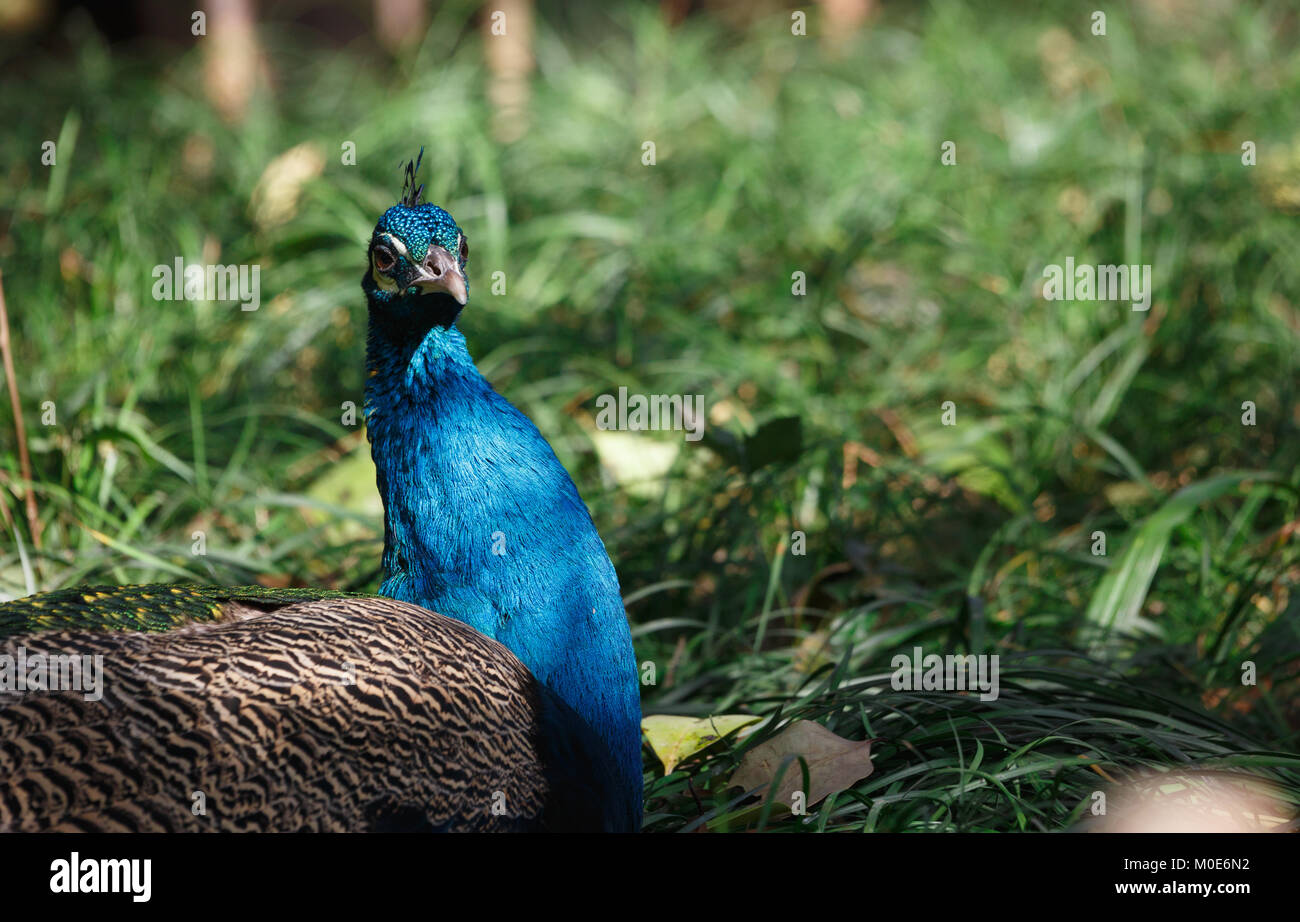 A peacock lies on the grass Stock Photo - Alamy