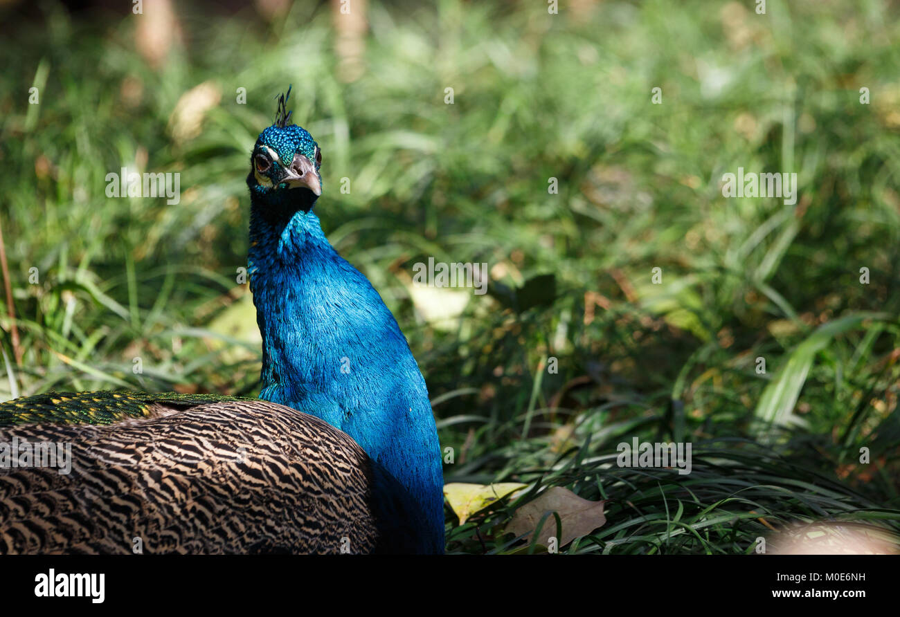 A peacock lies on the grass Stock Photo - Alamy
