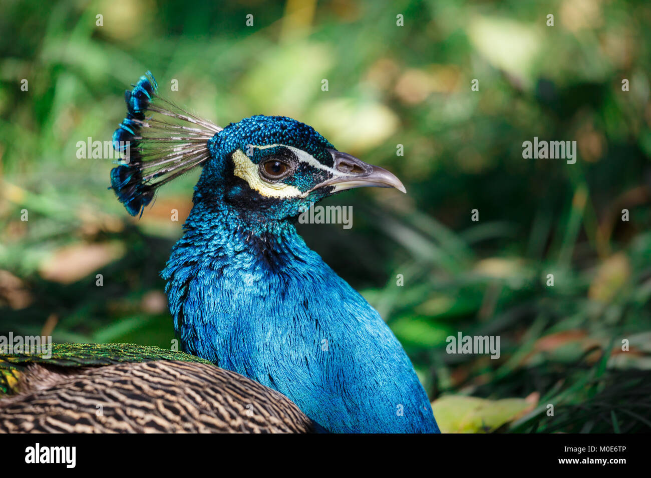 A peacock lies on the grass Stock Photo - Alamy