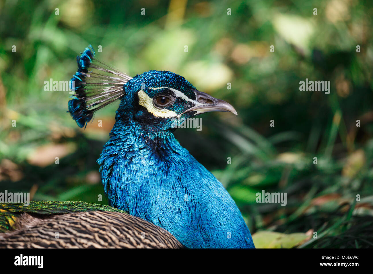 A peacock lies on the grass Stock Photo - Alamy