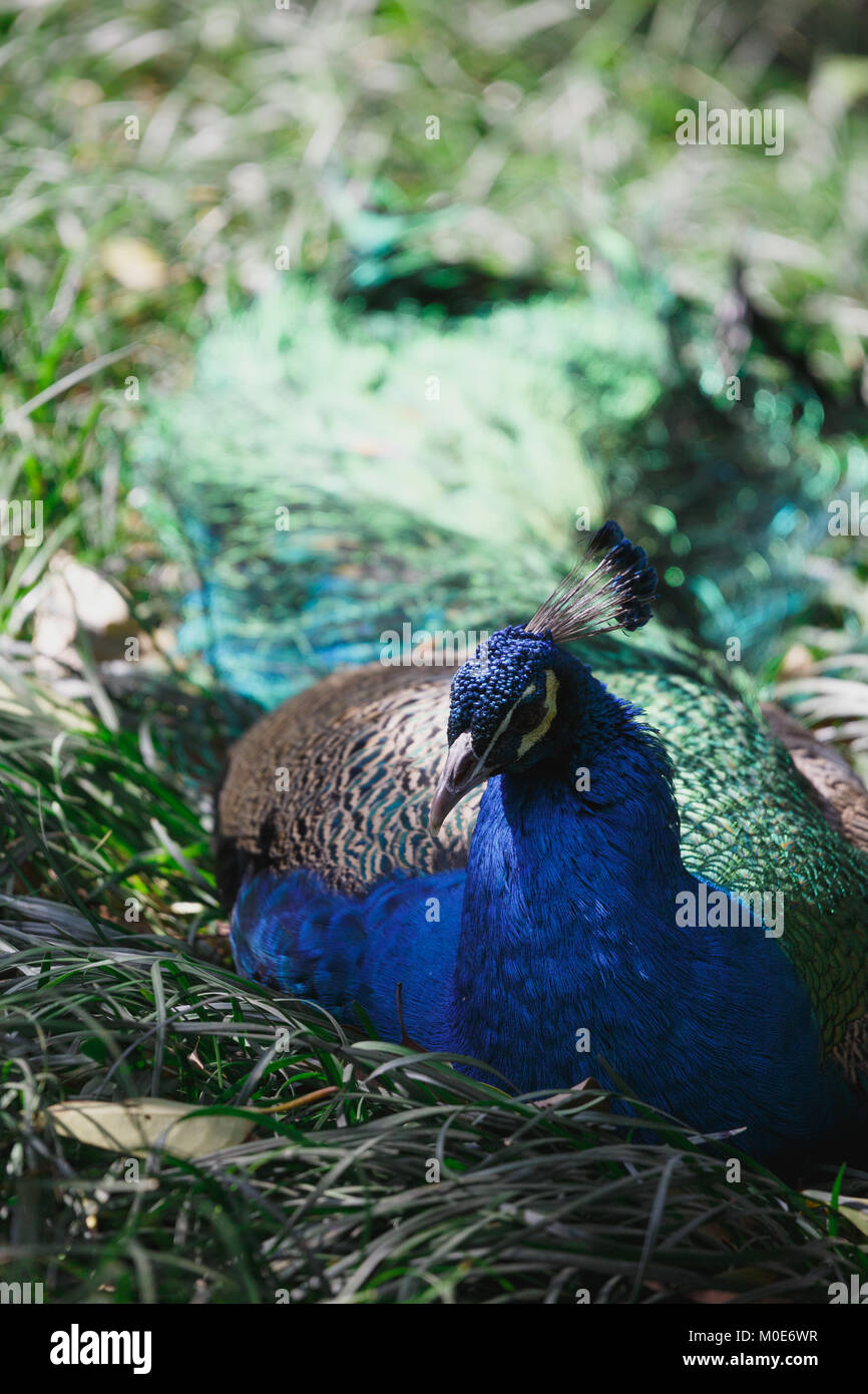 A peacock lies on the grass Stock Photo - Alamy