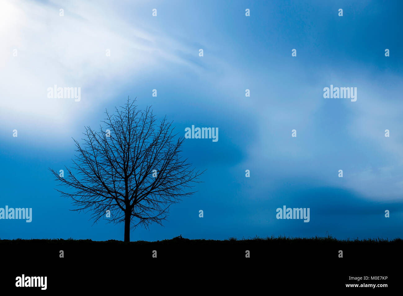 Silhouette of a lonely tree in front of the blue sky Stock Photo