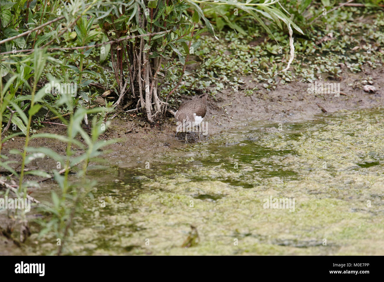 A Common Sandpiper looking for food on the edge of a lake Stock Photo