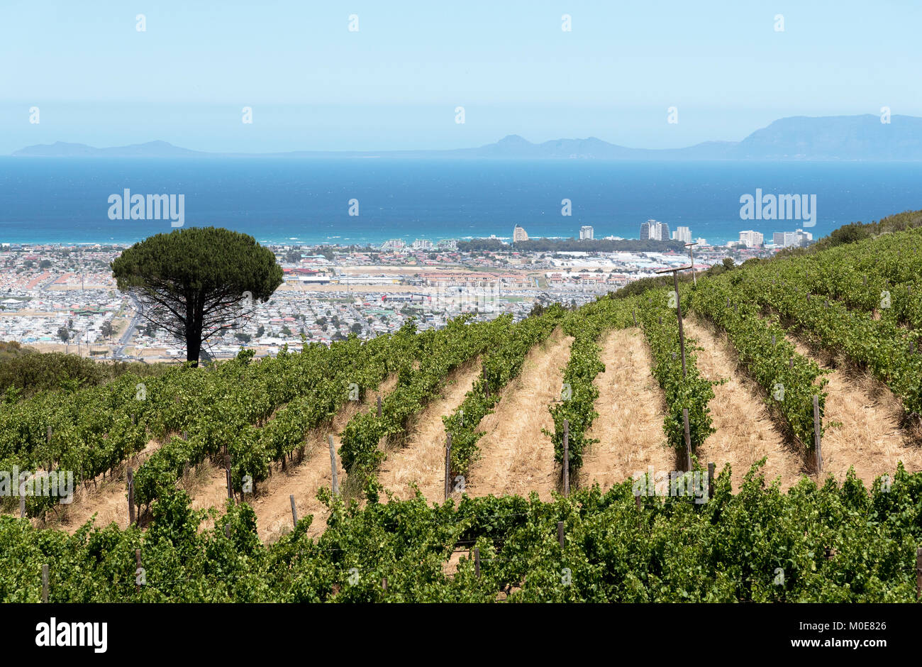 Coastal Region South Africa Vineyard Hi res Stock Photography And coastal-region-south-africa-vineyard-hi-res-stock-photography-and