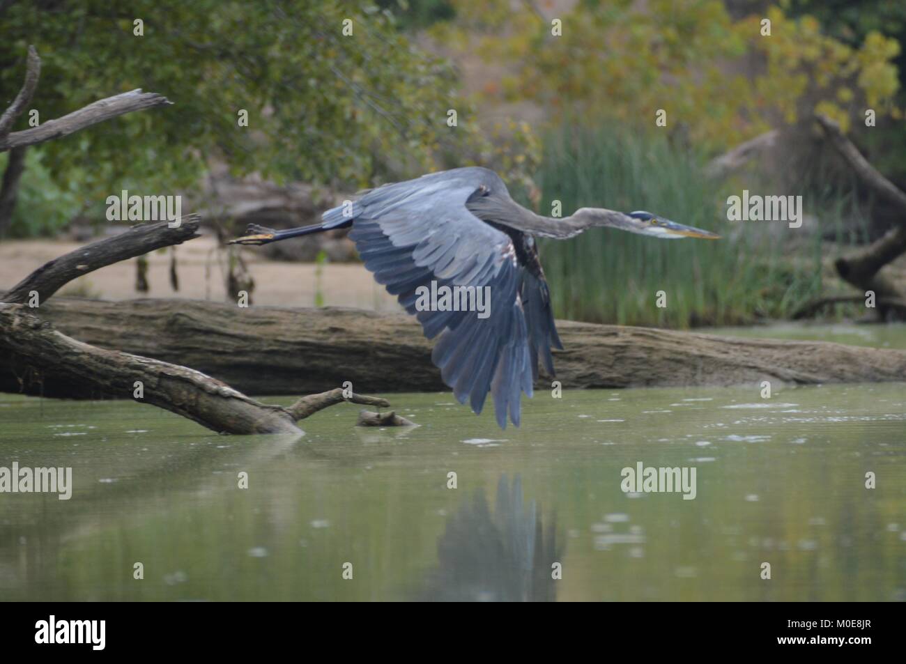 The tall, longlegged great blue heron is the most common and largest of North American herons