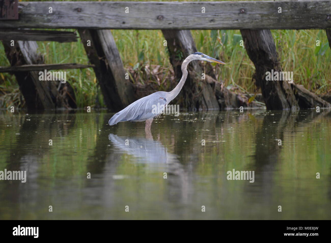 The tall, long-legged great blue heron is the most common and largest of North American herons. Herons in flight have slow wing beats. They eat fish. Stock Photo