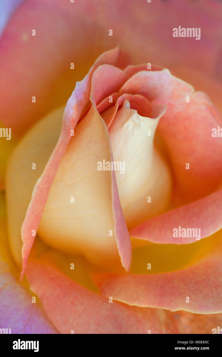 close-up of orange rose bud Stock Photo