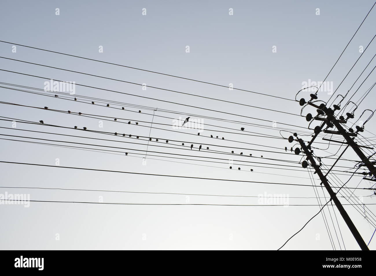 Birds sitting on electric wire on sunny day Stock Photo