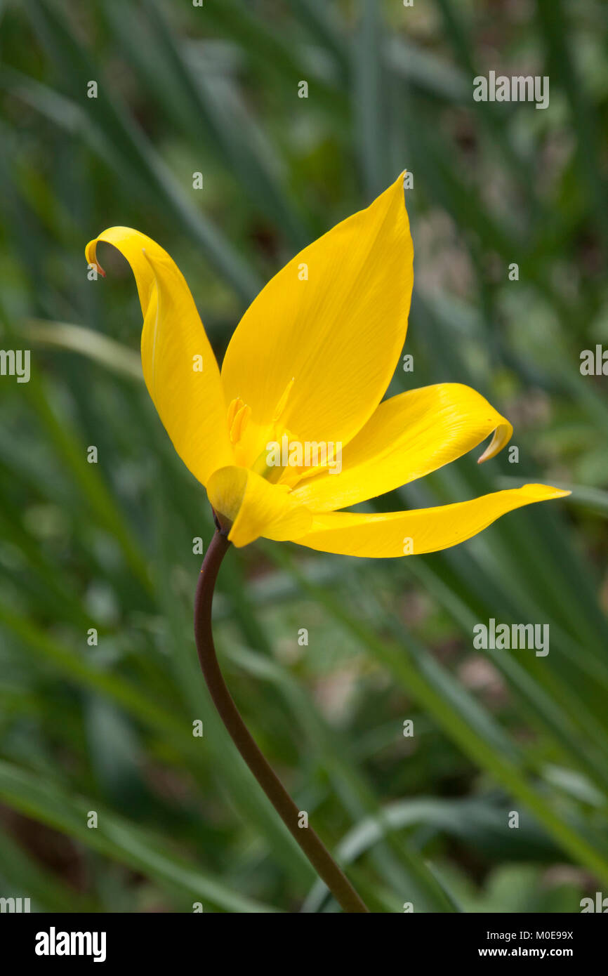 one wild yellow tulip flower Stock Photo