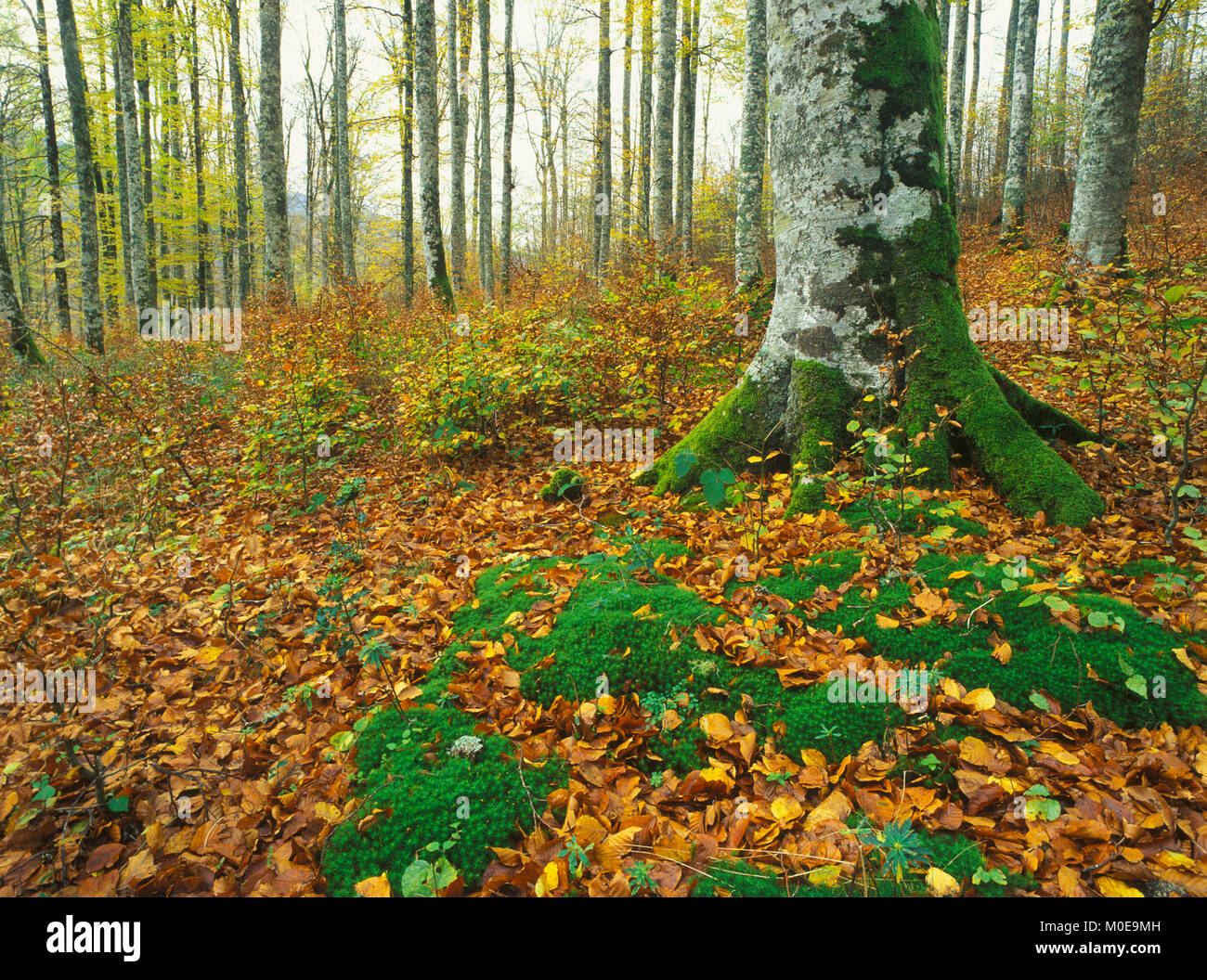 Paisajes de españa hi-res stock photography and images - Alamy