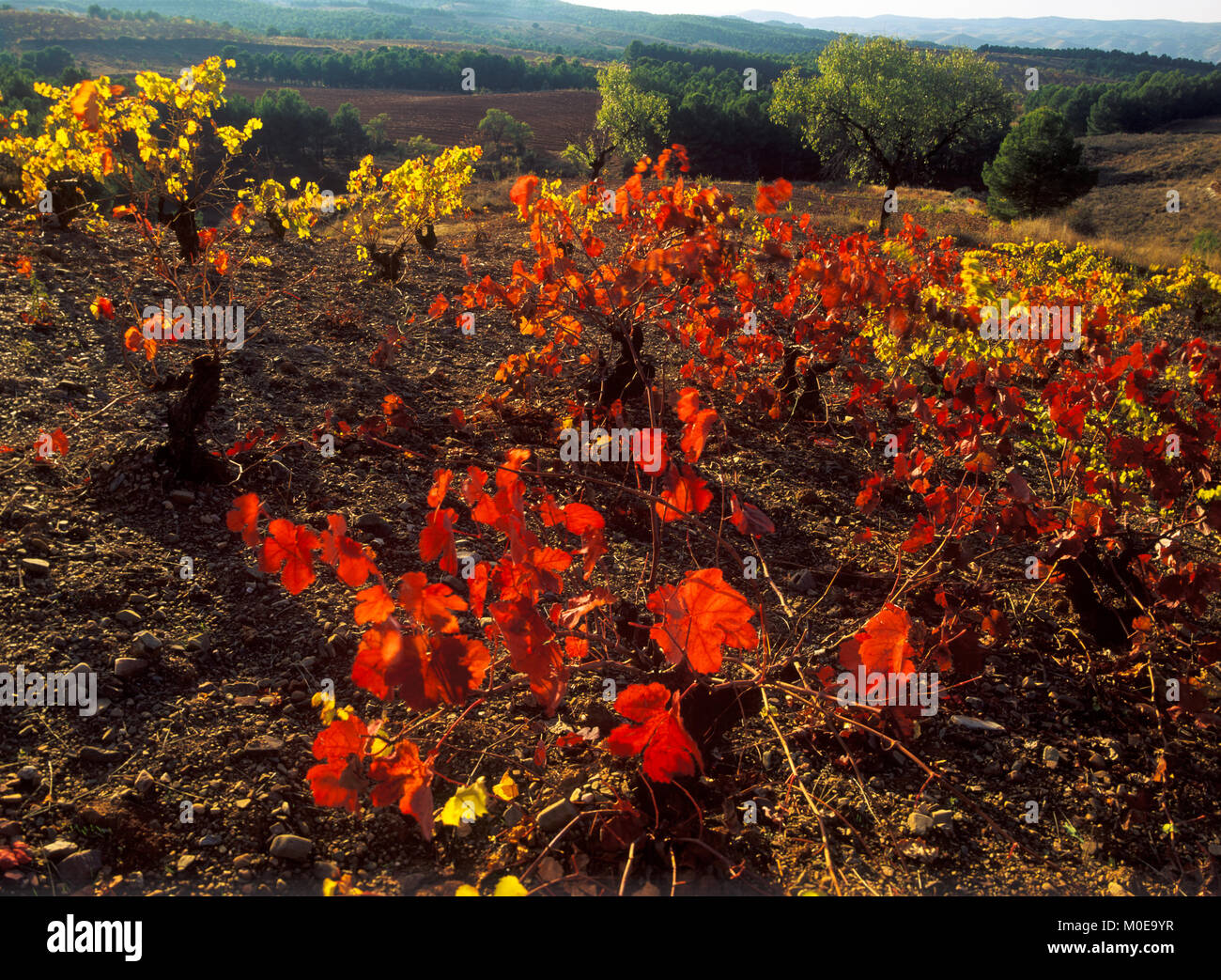 Paisaje y naturaleza hi-res stock photography and images - Alamy