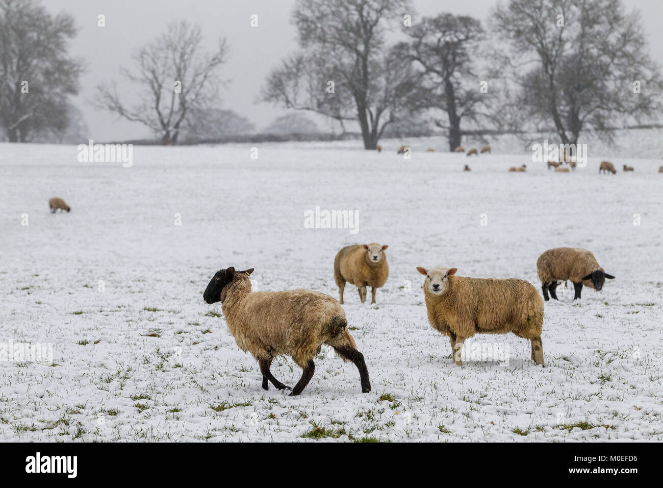 Ecton, Northamptonshire. U.K.  Weather, 21st January 2018 . A flock of sheep in a field on Walshbrook lane, Ecton early this afternoon in the sleet and rain. Credit: Keith J Smith./Alamy Live News Stock Photo
