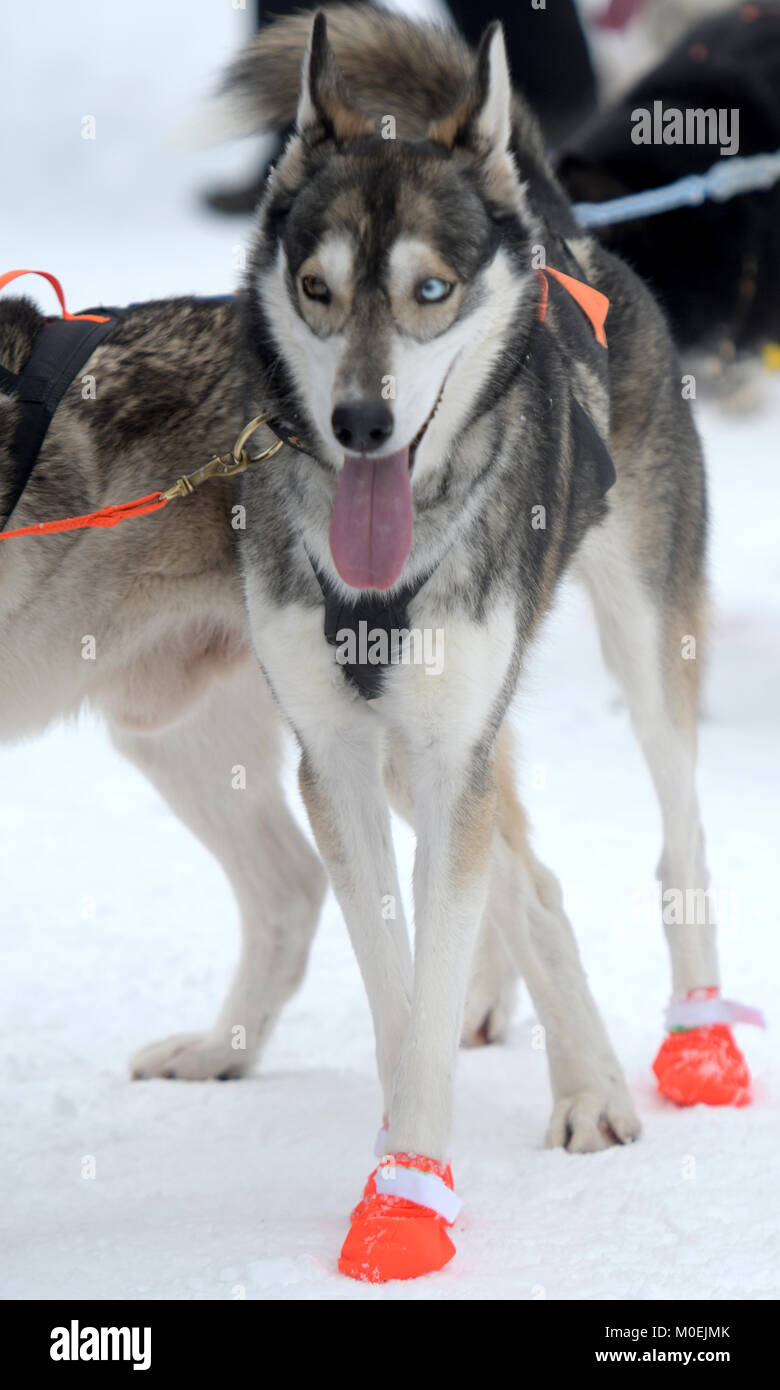 Do Sled Dogs Wear Shoes