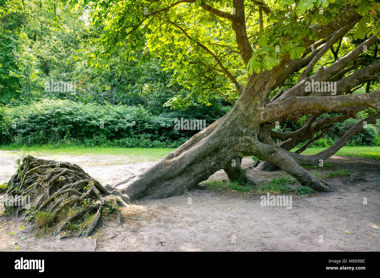 Big fallen tree still alive and green with the roots visible in the ...