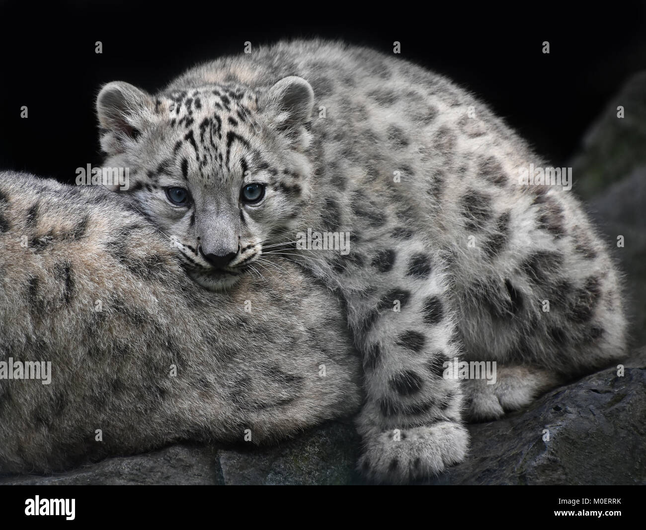 Close up portrait of young snow leopard cub resting on mother and looking at camera, low angle front view Stock Photo