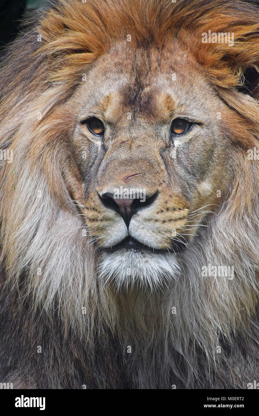 Close up portrait of young male African lion with beautiful mane, looking at camera, low angle view, Stock Photo