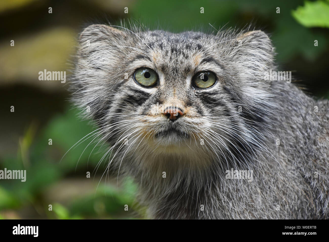 Close up portrait of one cute Manul kitten (The Pallas's cat or Otocolobus manul) looking at camera, low angle view Stock Photo