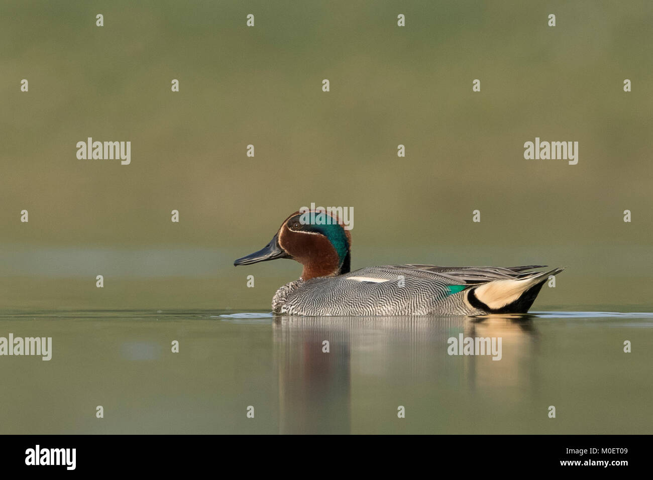 Green-winged Teal (Anas crecca) at Thol bird sanctuary, Gujarat, India Stock Photo