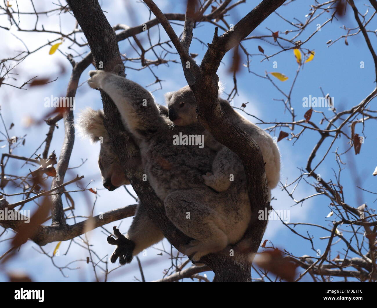 Baby koala hi-res stock photography and images - Alamy