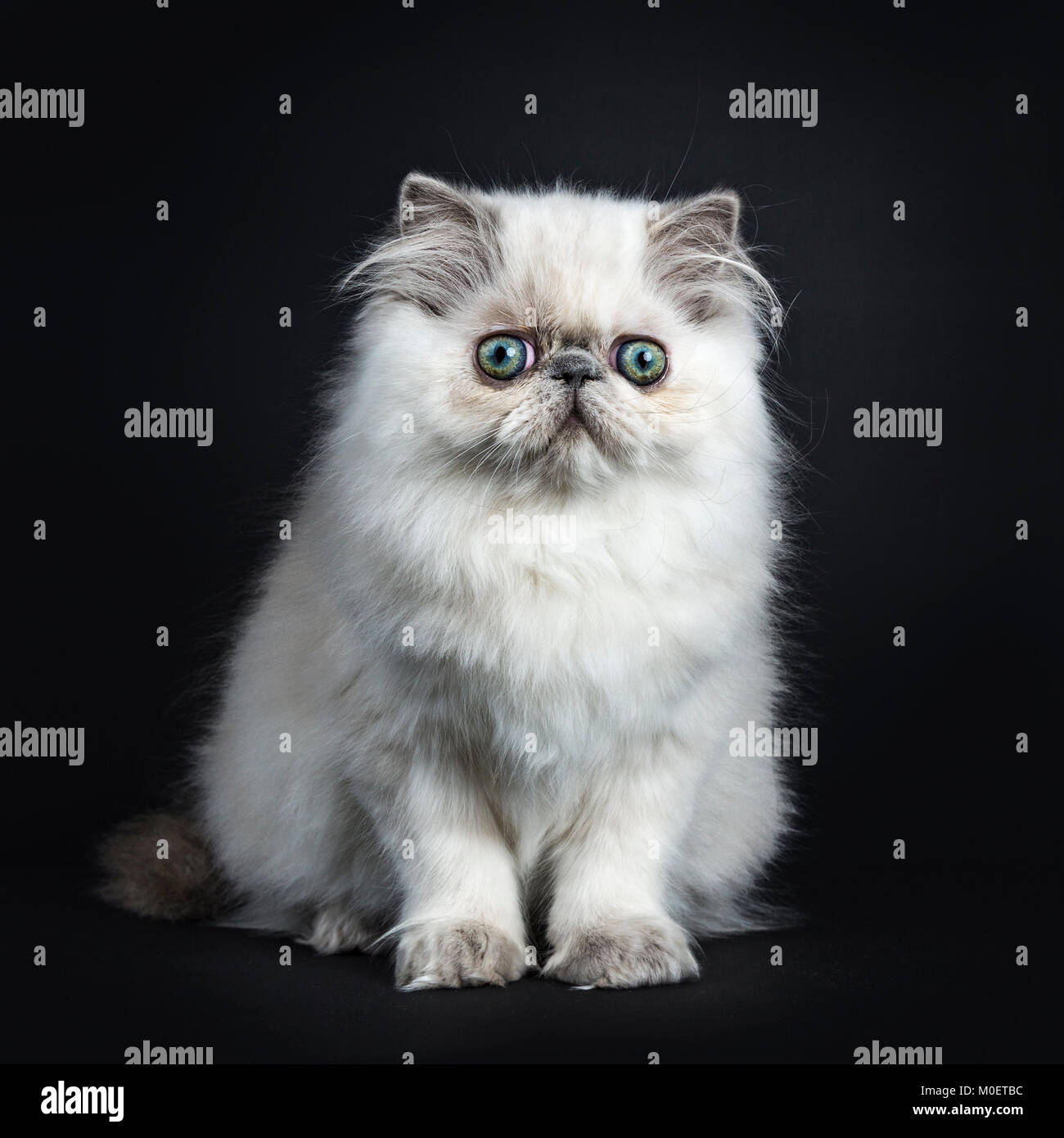 Persian longhair cat / kittens sitting isolated on black background looking straight ahead Stock Photo