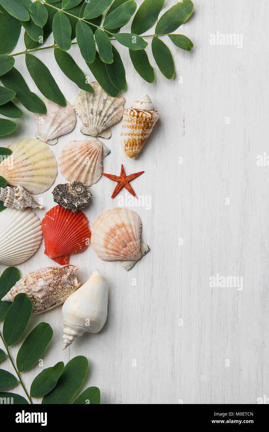 Various Kinds Shapes of Beautiful Flat Spiral Sea Shells Star Locust