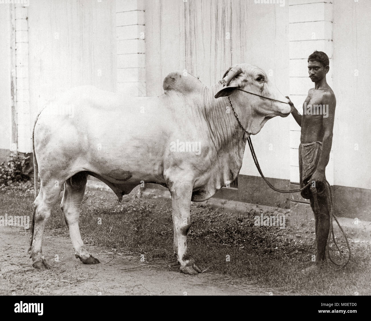 Prize bull and handler, India, c.1880's Stock Photo Alamy
